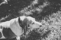 Bassett Waddle
